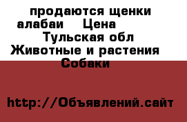 продаются щенки алабаи  › Цена ­ 5 000 - Тульская обл. Животные и растения » Собаки   
